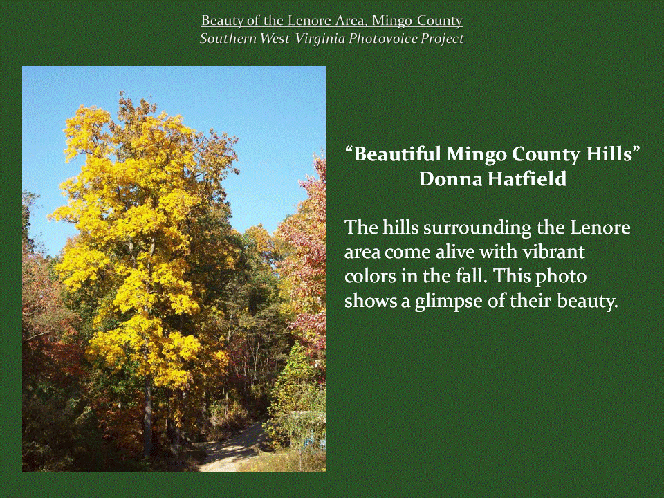 A tall tree with brilliant golden-yellow autumn leaves stands among surrounding woodland beneath a clear blue sky, highlighting the seasonal beauty of the Lenore area.