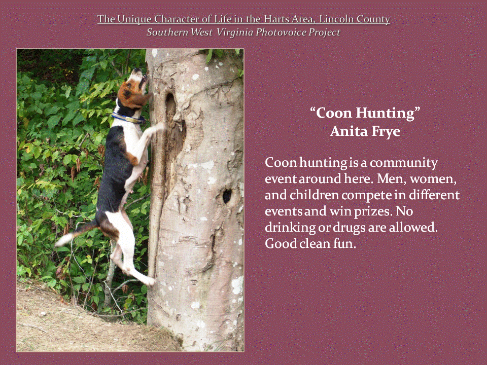 A black, white, and brown beagle stands on its hind legs with its front paws against a large tree trunk.