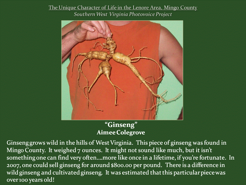 A person wearing an orange sleeveless shirt holds up a large, branching wild ginseng root with several thick sections and long, thin tendrils. Found in Mingo County, the unusually large root reportedly weighed seven ounces and was estimated to be more than 100 years old, illustrating the region's tradition of gathering wild ginseng.