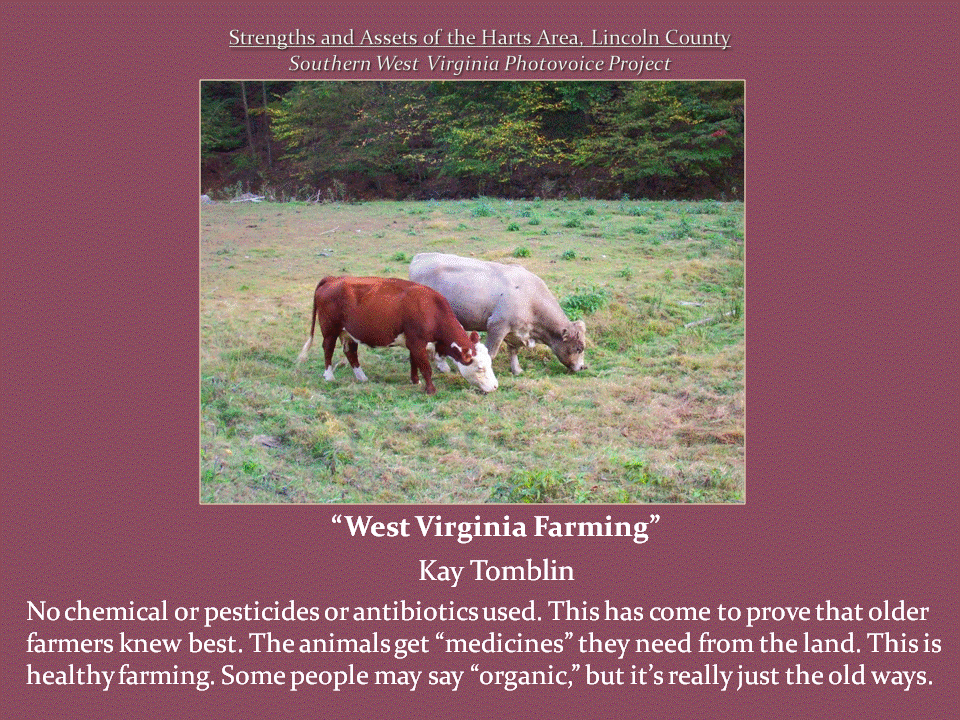 A brown and a white cow and a light gray cow graze in a grassy pasture bordered by trees.