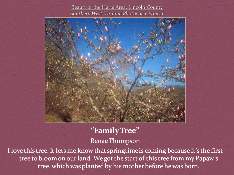 A flowering tree covered in pink buds stretches its branches against a clear blue spring sky.
