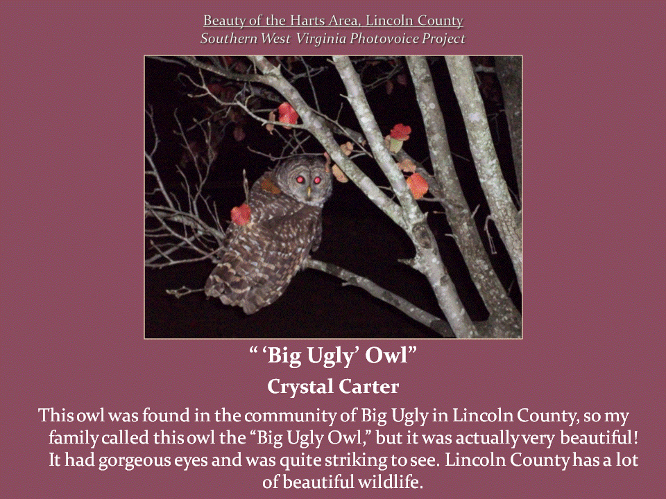 A large brown and gray owl with round eyes perches among bare tree branches at night.