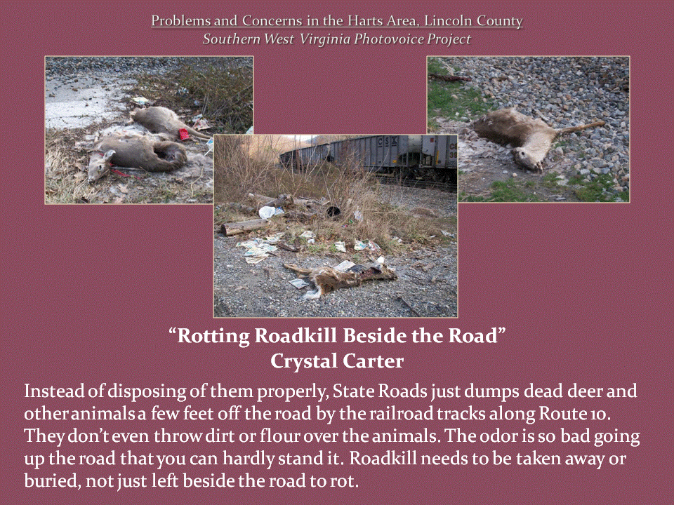 Three photographs show dead deer and scattered debris beside railroad tracks and a gravel roadside.