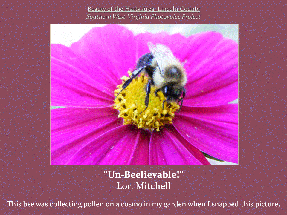 A close-up of a fuzzy bee collecting pollen from the bright yellow center of a vivid pink cosmos flower.