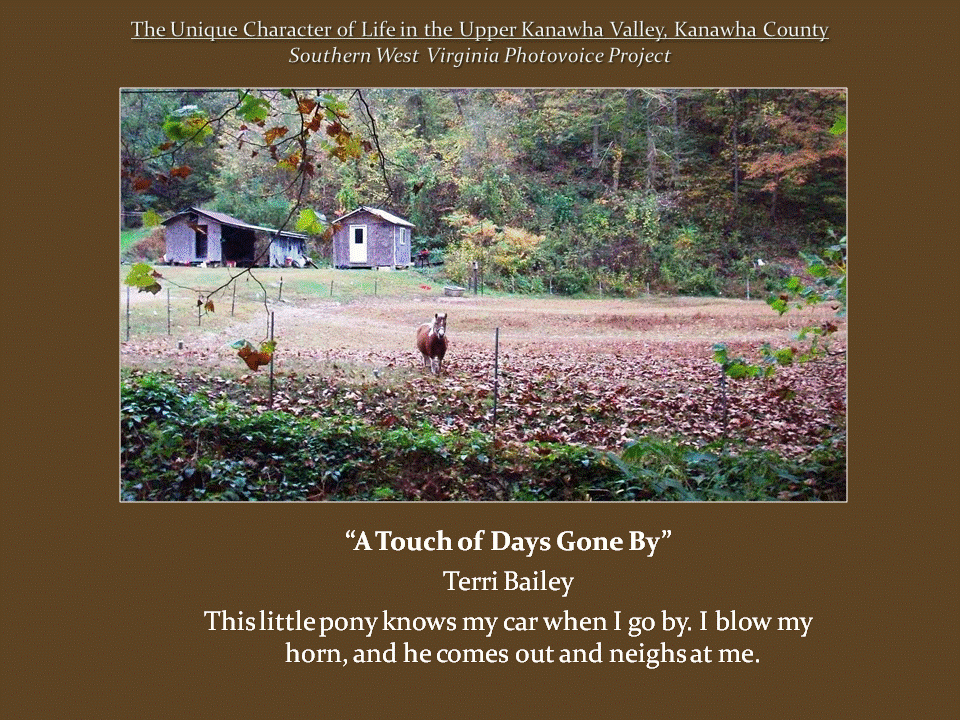 Small pony stands in a fenced, leaf-covered pasture near two wooden outbuildings, surrounded by dense autumn woodland.