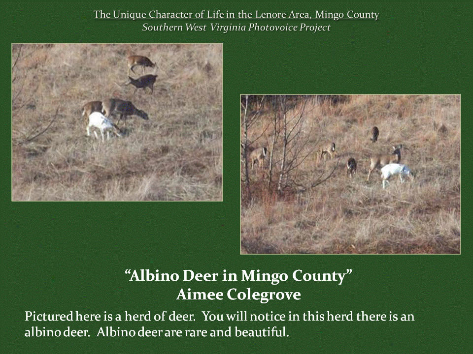 Two photographs show a herd of deer grazing in a grassy, brush-covered field, including a distinctive white deer among several brown deer, highlighting the rare animal found in the area.