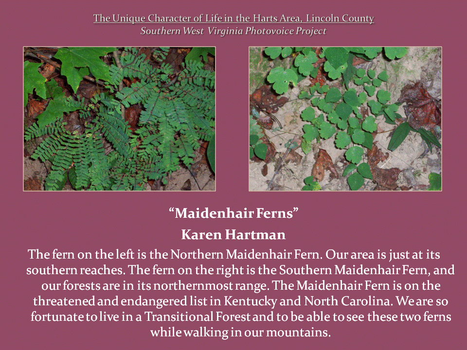 Two photographs show different varieties of green ferns growing among fallen leaves on the forest floor.