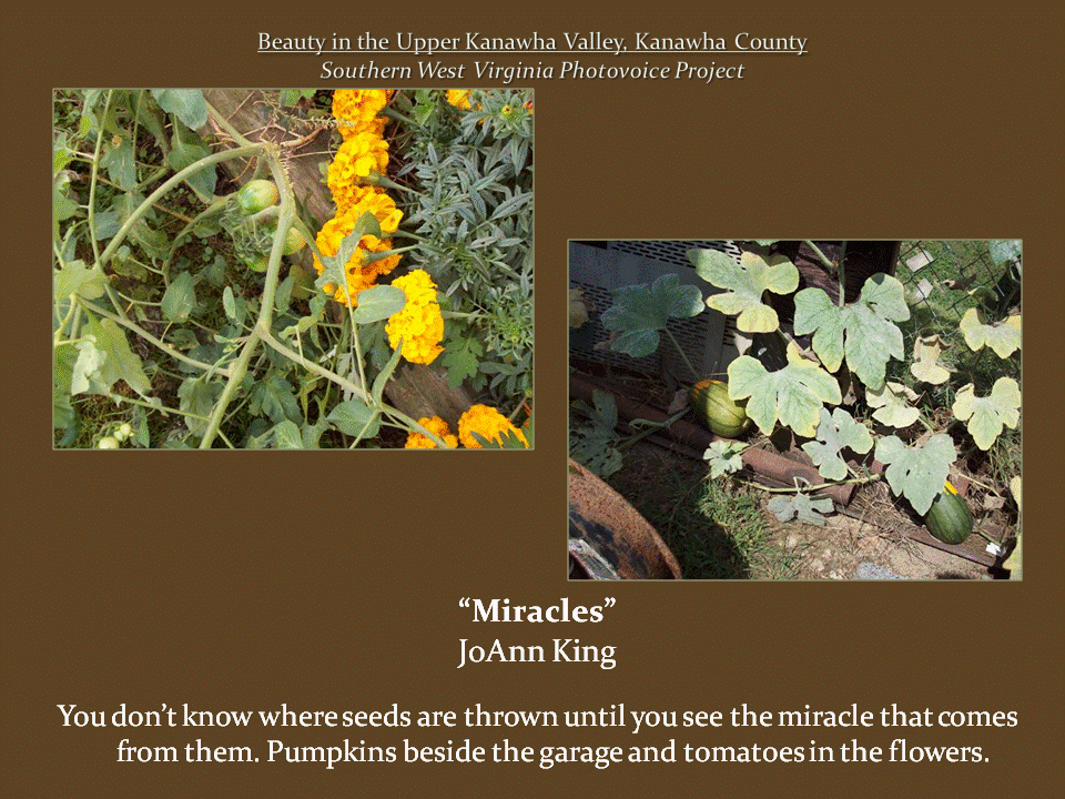 Two garden photographs show small green tomatoes growing among yellow marigolds and watermelons beneath sprawling vines.