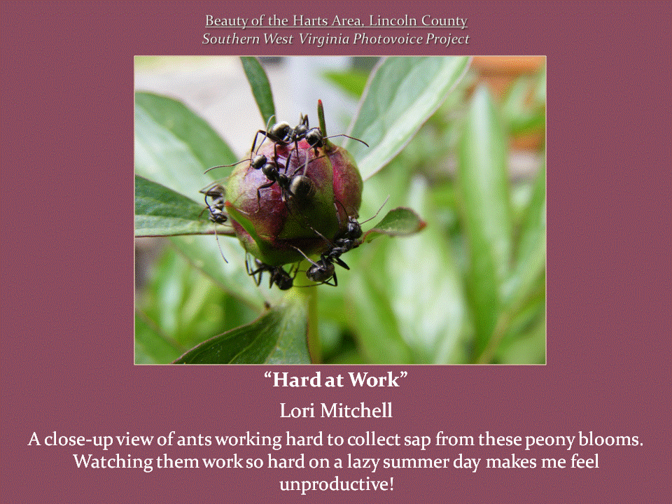 A close-up photograph of several black ants crawling over a reddish-pink peony bud surrounded by green leaves.